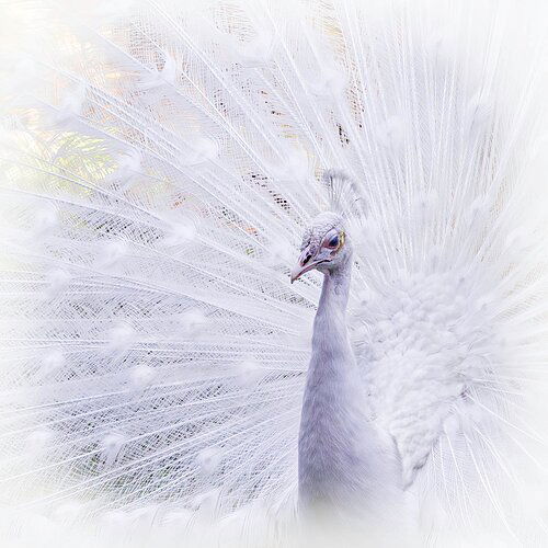 WhitePeacock