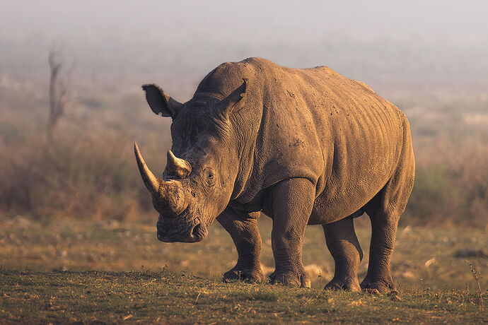 20251013_Africa_MadikweGameReserve_1111-001.jpg