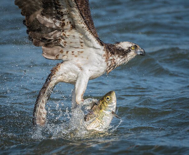 Osprey with Shad