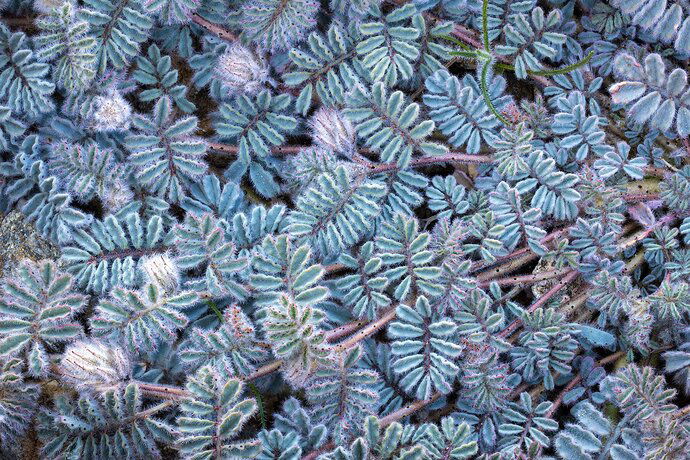 Soft Prairie Clover, Death Valley National Park