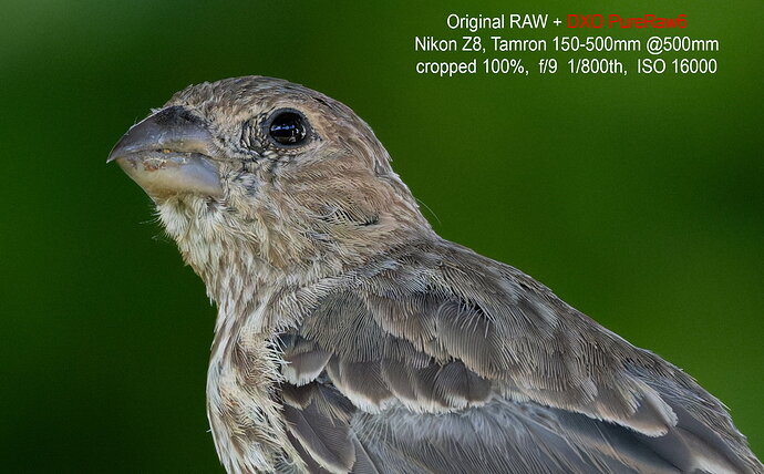 3-56ZE_2643-OrigRaw+DxO_DeepPRIME-XD3-cropped100