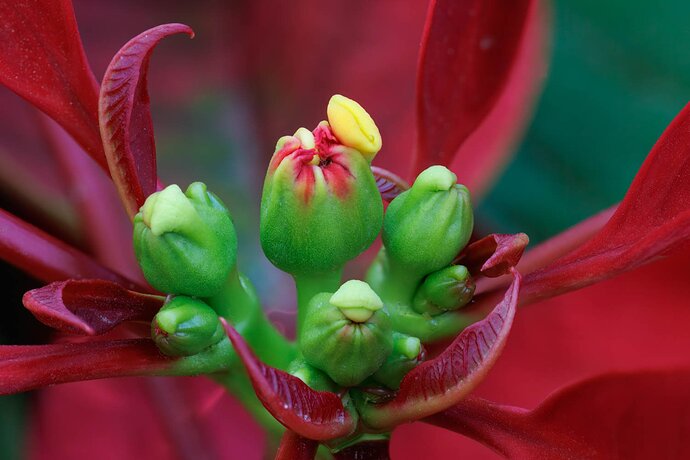 Poinsettia stack