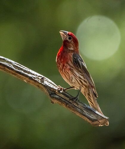 FINCH.jpg