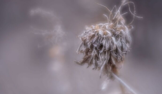 Lovely dead crap.jpg