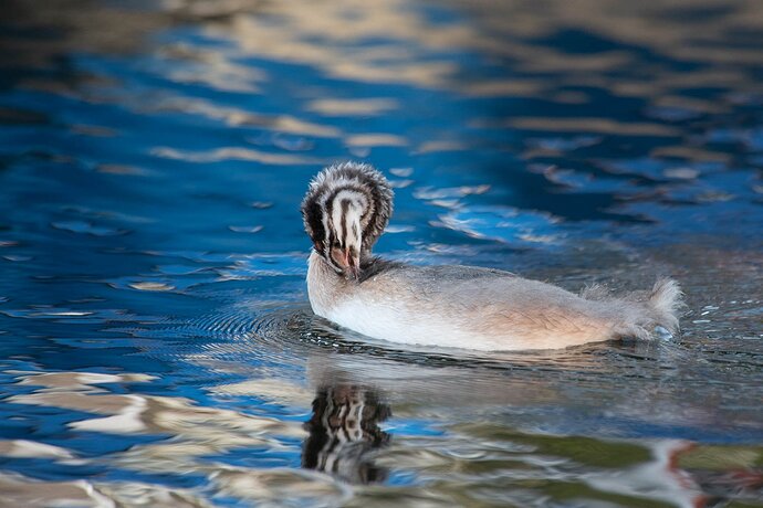 Juvenile grebe preening