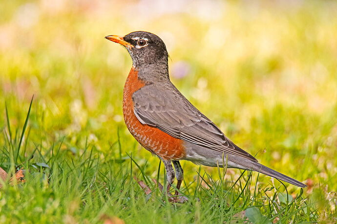 Bob-bob-bobbin'-along-DM