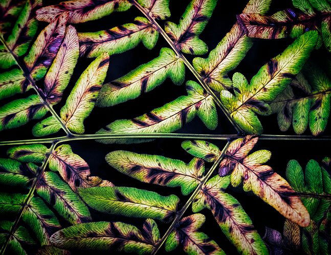 Chiaroscuro-Symphony3000