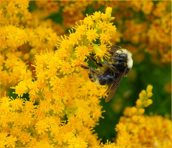 -20250720-_7R58840-Bumblebees-DxO_DeepPRIME 3-Edit.jpg