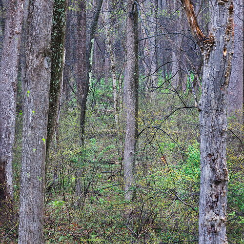 Early Spring, Eastern Forest.jpg
