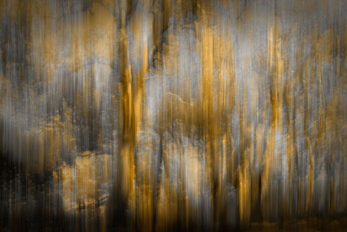 Forest Fantasy #7, NPN.jpg