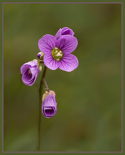 Original - Nuttalls' Toothwort-NPN.jpg