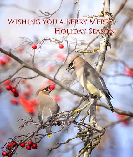 Berry Merry Holidays 2025.jpg