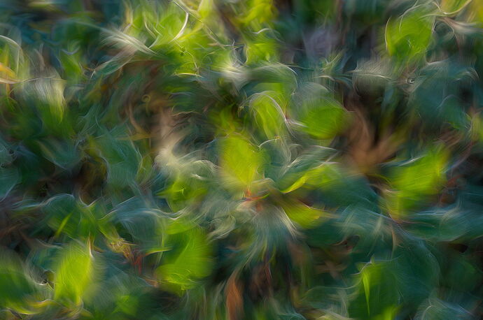 FGisin_Abstract_Bush