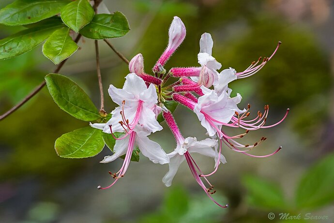 Wild Azalea #1