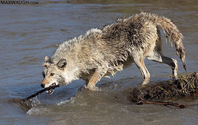Hungry Coyote
