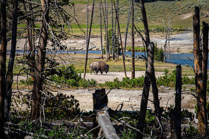 Bison 2025-6.jpg