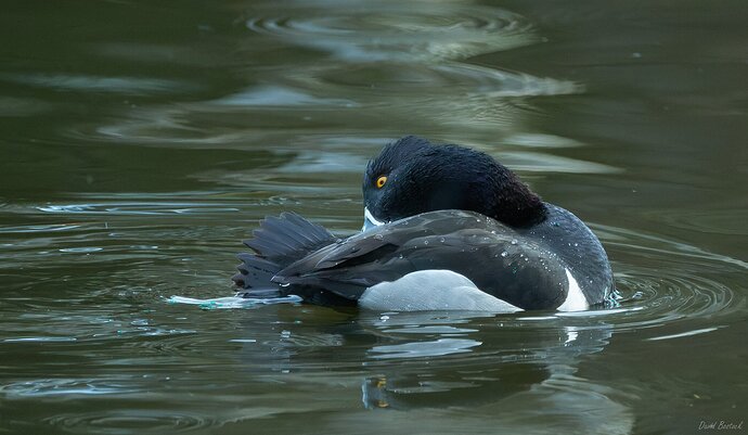 Grooming