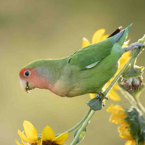 Lovebird c (1 of 1).JPG