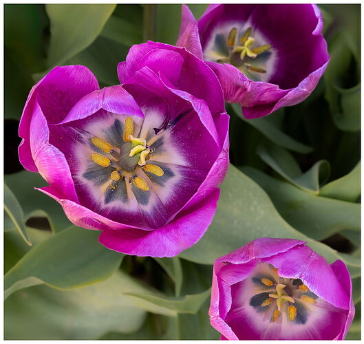 Tulip #10-NPN