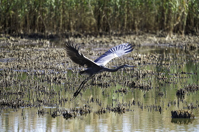 Heron 2.jpg