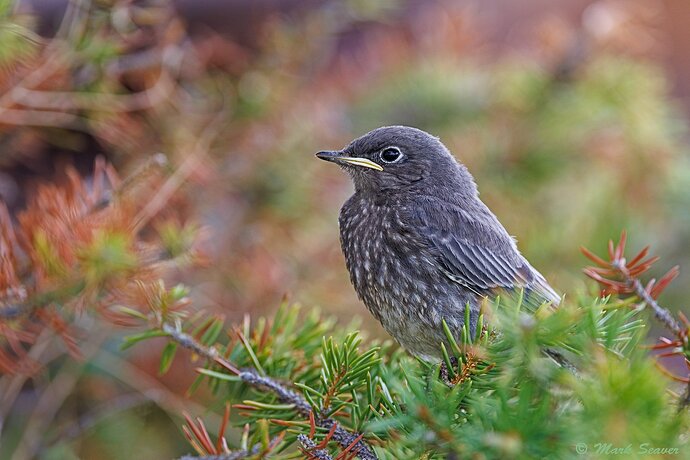 Mountain Bluebird Fledgling.jpg