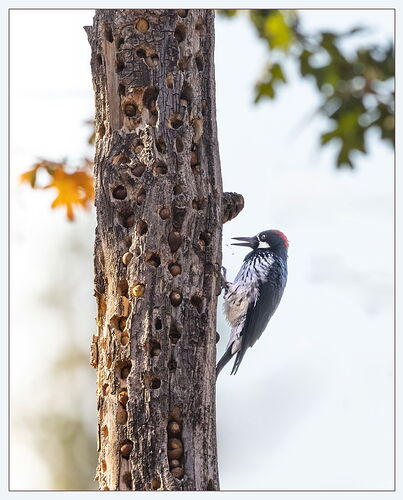 Acorn Woodpecker-3-NPN.jpg