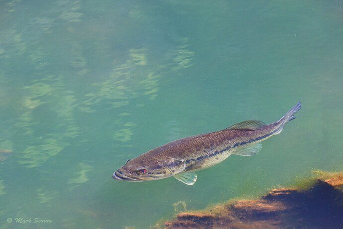 Largemouth Bass.jpg