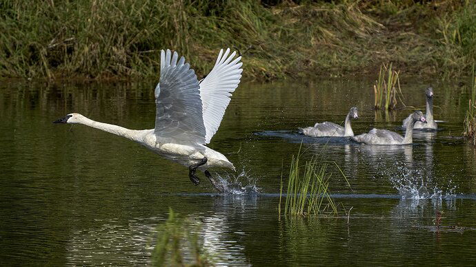 Flying Lessons - Take Off