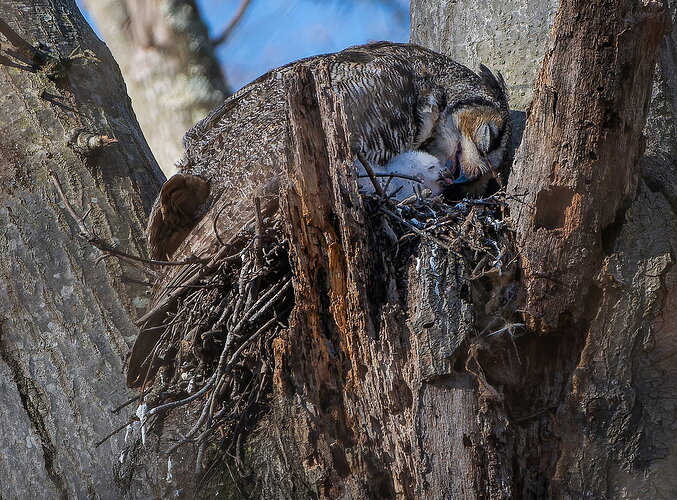 Great Horned Owl Repost  NPN