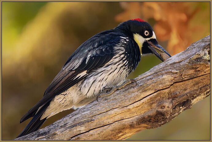 Acorn Woodpecker-1-NPN.jpg