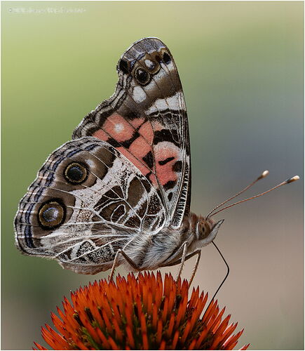 Up-Close-50769A7r3-25