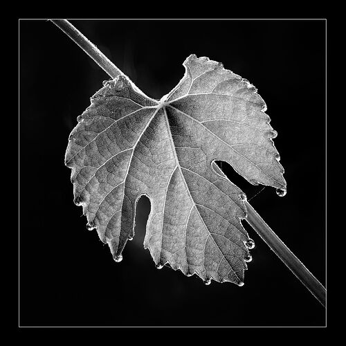 2025-05-13-08.34.31 ZS PMax-Edit-Edit-Edit-Edit