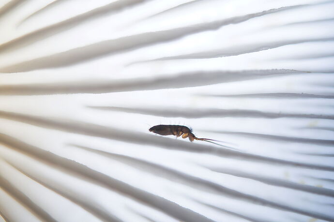 Macro Compositions 1