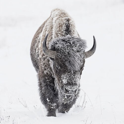 frosty_bison.jpg