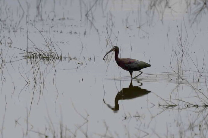 White Faced Ibis - Allen S crop