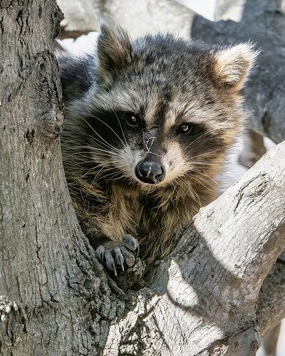 Raccoon2