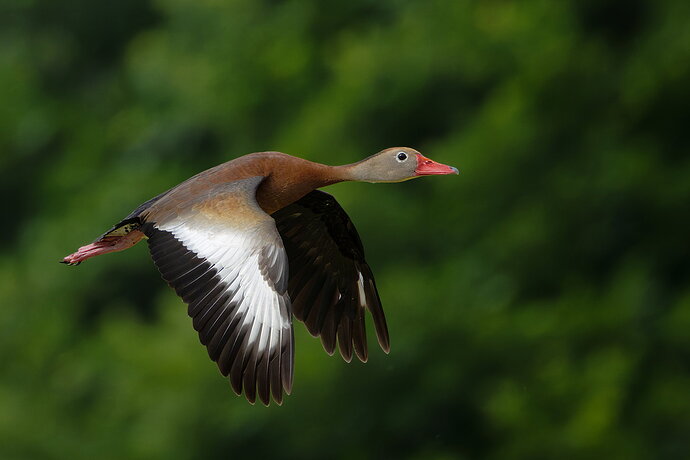 Black-bellied Whistling Duck 3 - lighter