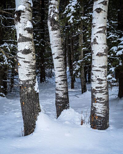 Guardians of the Forest - winter edition