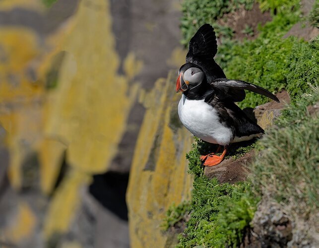 Puffin in typical habitat, westernmost Iceland.