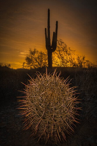 Revision 1 - Cacti c2.jpg
