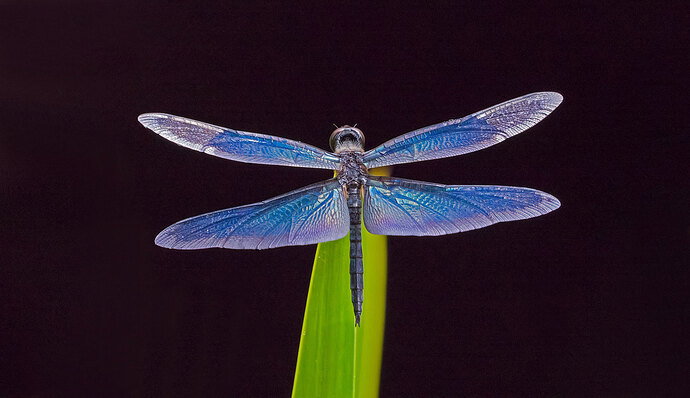 Original - Rhyothemis fuliginosa.jpg