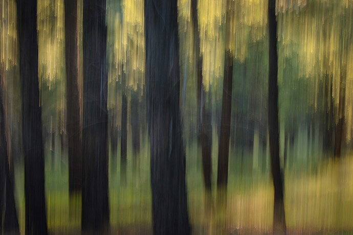 Original - Pines unc.jpg