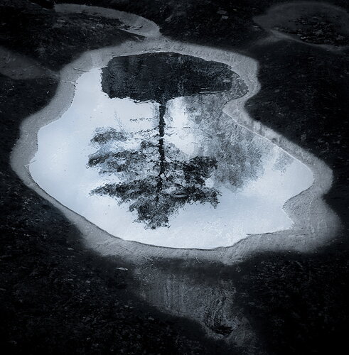 Original - lone tree.jpg