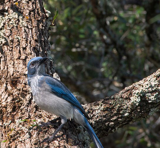 bluejay-DSC-0965