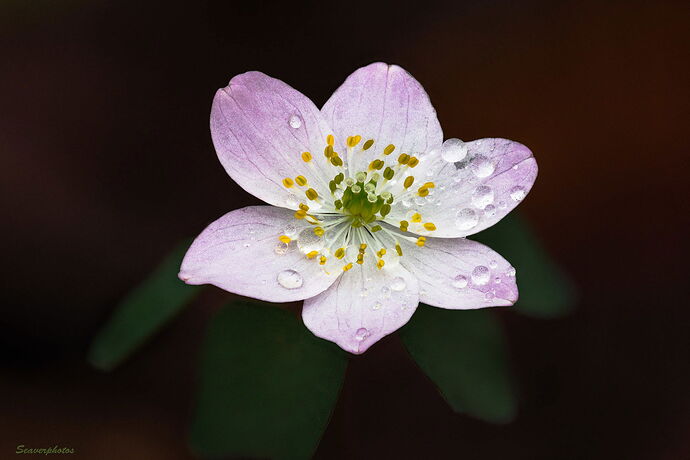 Rue Anemone.jpg