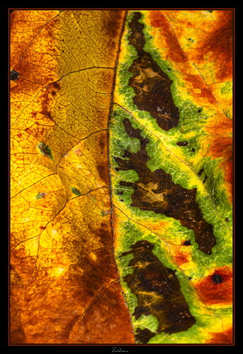 _7R36014-DeadLeaf3x2.jpg