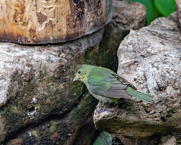 Painted Bunting, Immature Male