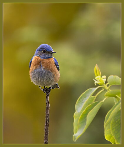 Bluebird-NPN.jpg