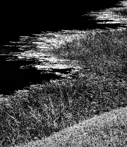 Contrast in the Pond 2025.jpg