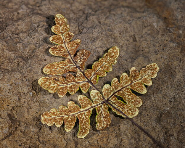 2025-11-09-09.52.36 ZS PMax-Edit.jpg